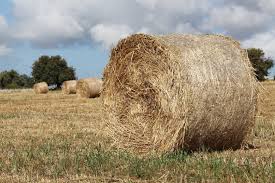 Hay